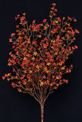 Rust Star Flower Bush 20"