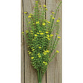 Yellow Astilbe Bush 20"  (Pack of 4)