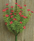 Red Astilbe Bush 10-1/2" (Pack of 4)