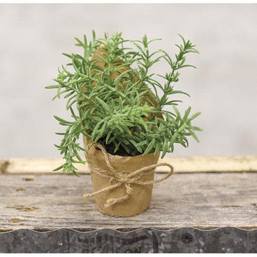 Paper Pot Springerri 6" (Pack of 4)
