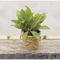 Paper Pot Herb 6"  (Pack of 4)
