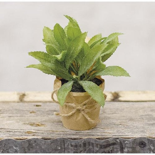 Paper Pot Herb 6"  (Pack of 4)