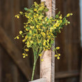 Bog Pimpernel Bush 12" (Pack of 4)
