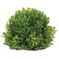 Seed Head Half Sphere 5.5" (Pack of 4)