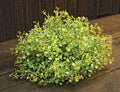Baby's Grass Table Piece 7" (Pack of 2)