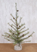 Cypress Pine Tree 3 ft.