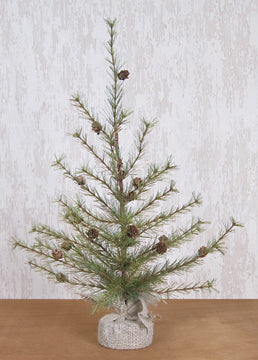 Cypress Pine Tree 3 ft.