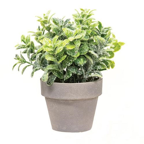Icy Gatehouse Pot #1 6.5"  (Pack of 4)