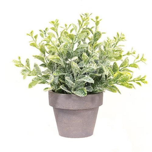 Icy Gatehouse Pot #2 7" (Pack of 4)