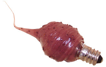 Cinnamon Spice Bulb 4 watt (Pack of 4)