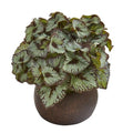 10" Rex Begonia Artificial Plant in Stone Planter