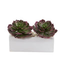 11" Echeveria Succulent Artificial Plant in White Planter