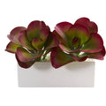 11" Succulent Artificial Plant in White Planter