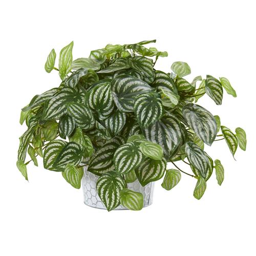 13" Watermelon Peperomia Artificial Plant in Embossed White Planter (Real Touch)