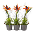 14" Bird of Paradise and Succulent Artificial Arrangement in Trio Metal Planter