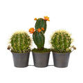 14" Cactus Artificial Plant in Triple Metal Planter