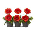 14" Gerber Daisy Artificial Arrangement in Trio Metal Vase
