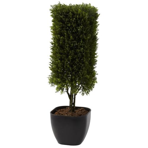 15" Cedar Bonsai