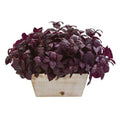 17" Basil Artificial Plant in White Wash Planter