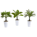 18" Assorted Mini Palm and Banana Artificial Plant in White Planter (Set of 3)