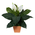 2'Spathiphyllum Artificial Plant in Terra-Cotta Planter