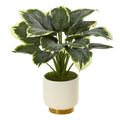 22" Variegated Hosta Artificial Plant in Cream Planter with Gold Base