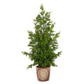 28" Cedar Pine “Natural Look" Artificial Tree in Decorative Planter