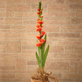 46" Gladiolus Artificial Flower (Set of 3)