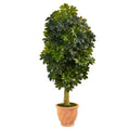 5' Schefflera Artificial Tree in Terra-Cotta Planter (Real Touch)