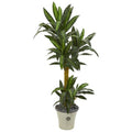 5'Yucca Artificial Plant in Decorative Planter
