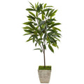50" Ficus Artificial Plant in Country White Planter