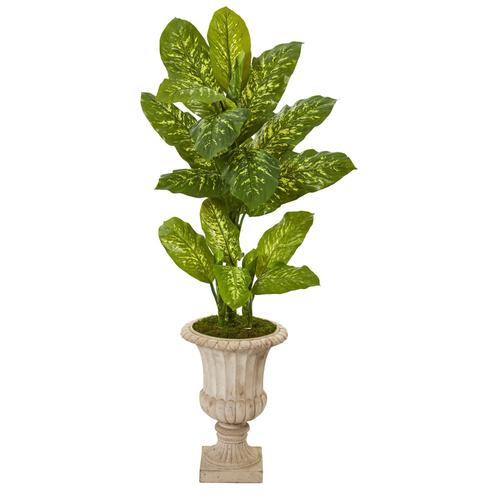 55" Dieffenbachia Artificial Plant in Sand Finished Urn (Real Touch)