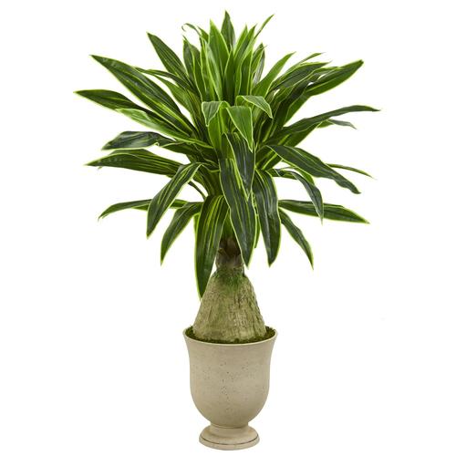 59" Dracaena Artificial Plant in Decorative Urn