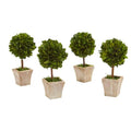 6" Boxwood Topiary Preserved Plant in Ceramic Planter (Set of 4)