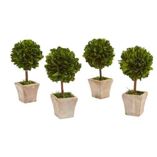 6" Boxwood Topiary Preserved Plant in Ceramic Planter (Set of 4)