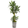 68" Yucca Artificial Plant in Copper Trimmed Metal Planter