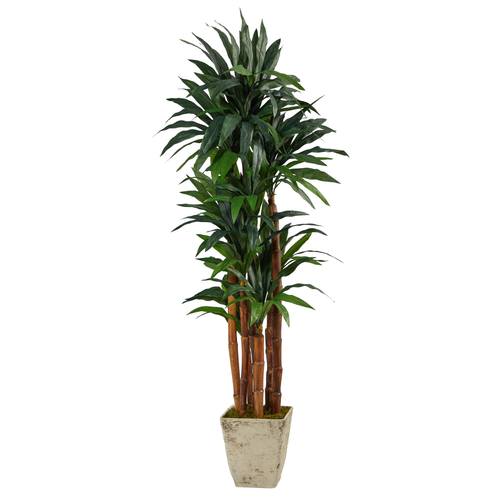 69" Dracaena Artificial Tree in Country White Planter