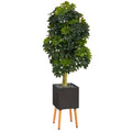 70" Schefflera Artificial Tree in Black Planter with Stand (Real Touch)