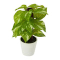 9" Pothos Artificial Plant in White Planter (Real Touch)