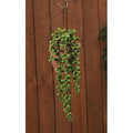 Succulent Strand 13.75" L (Pack of 4)