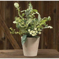 Mixed Lamb's Ear w/Pot (Pack of 2)