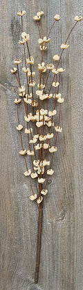 Cream Buttercup Pick 16" (Pack of 4)