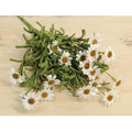 Mini Mountain Daisy Bush Cream (Pack of 4)