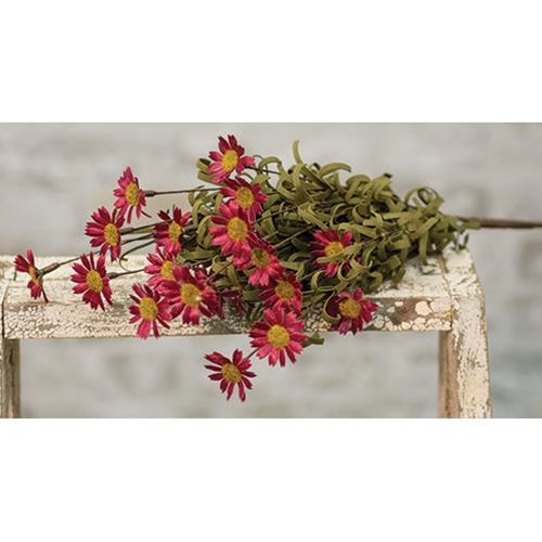 Mini Mountain Daisy Bush Burgundy (Pack of 4)