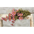 Mini Mountain Daisy Bush Pink (Pack of 4)