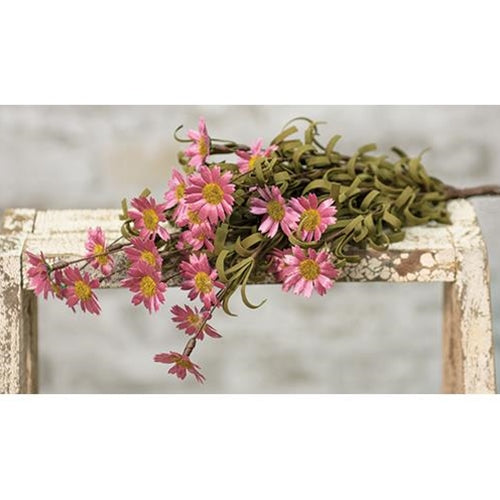 Mini Mountain Daisy Bush Pink (Pack of 4)