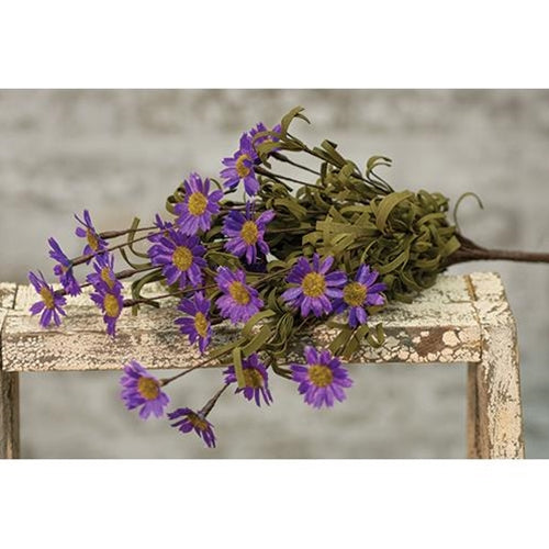 Mini Mountain Daisy Bush Purple (Pack of 4)