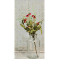 Bird's Eye Daisy Bush Burgundy 18" (Pack of 4)