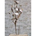Cotton Branch w/Shells 30"  (Pack of 4)