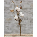 Cotton Pick w/Shells 12" (Pack of 4)
